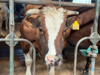 В Хабаровском крае 11 местных производителей молока получили господдержку